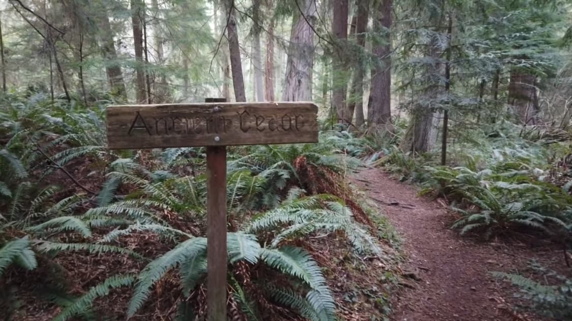 Signpost for "Ancient Cedar" on a forest trail amidst lush greenery in South Whidbey State Park