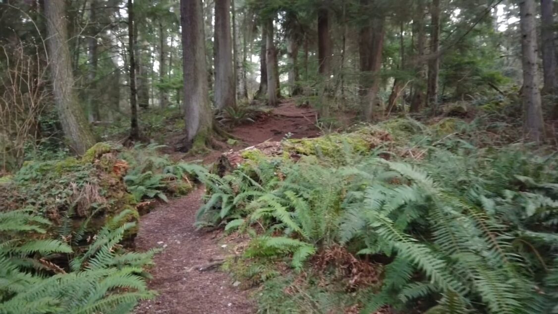 A forest trail surrounded by ferns leading through South Whidbey State Park